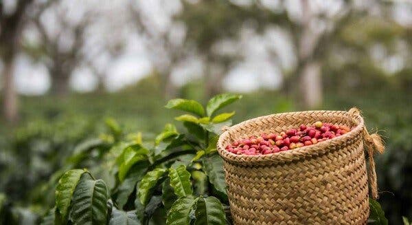 revelan-ventajas-de-mejorar-cultivo-cafe