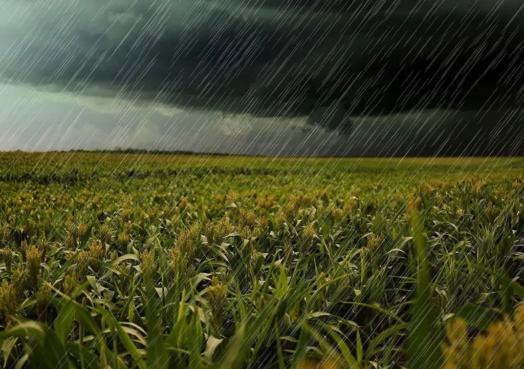 lluvias-benefician-inicio-de-siembras,-dice-agricultura