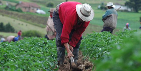 credito-al-agro-es-apenas-el-2.4%-del-financiamiento-de-la-banca-multiple-en-2024